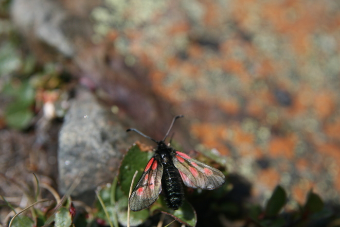 Six-spot Burnet